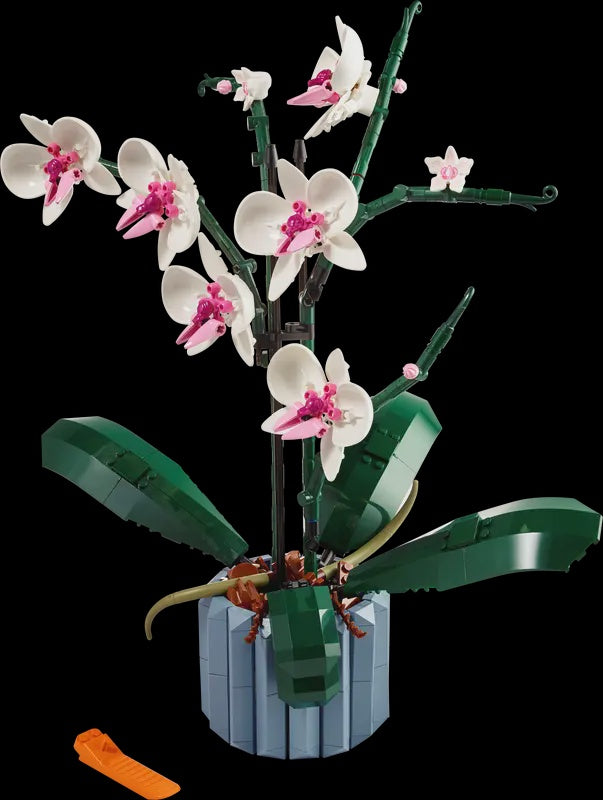 Orchid (10311)