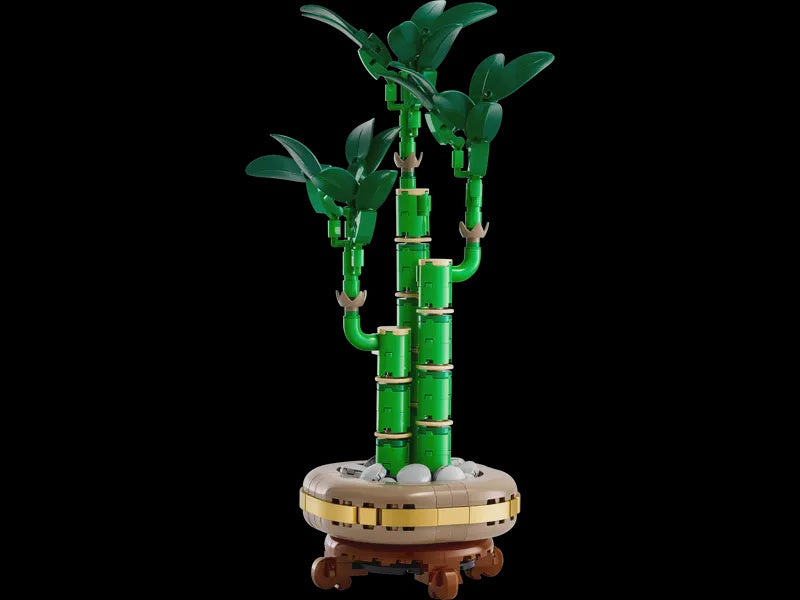 Lucky Bamboo (10344)