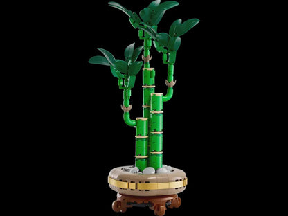 Lucky Bamboo (10344)