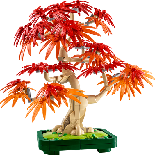 Japanese Red Maple Bonsai Tree (10348)