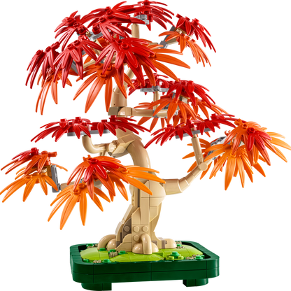 Japanese Red Maple Bonsai Tree (10348)