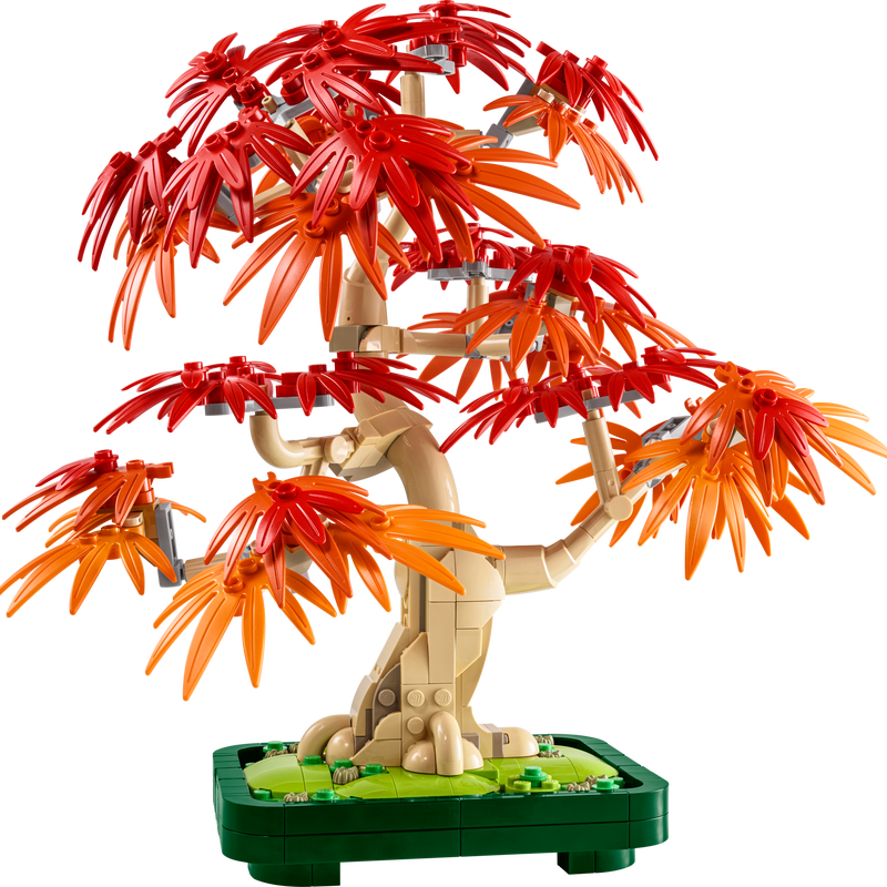 Japanese Red Maple Bonsai Tree (10348)