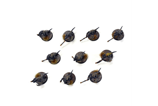 SERAPHON 10 Skinks #4 PRO PAINTED SIGMAR