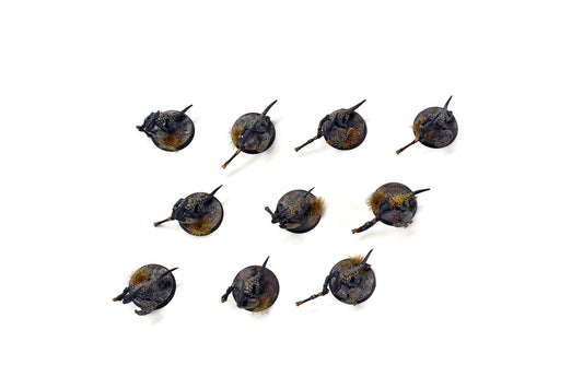 SERAPHON 10 Skinks #4 PRO PAINTED SIGMAR