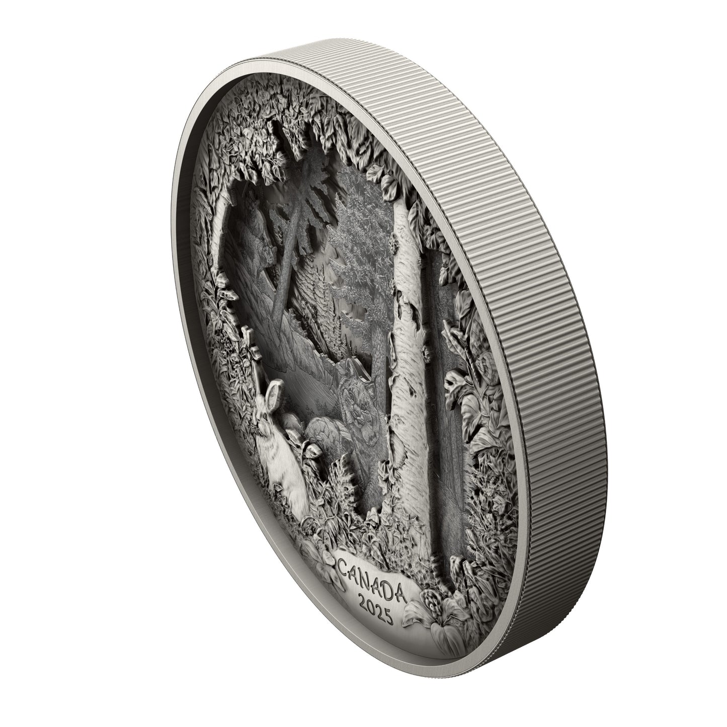 Predator or Prey in Shadow Box – Fine Silver Coin