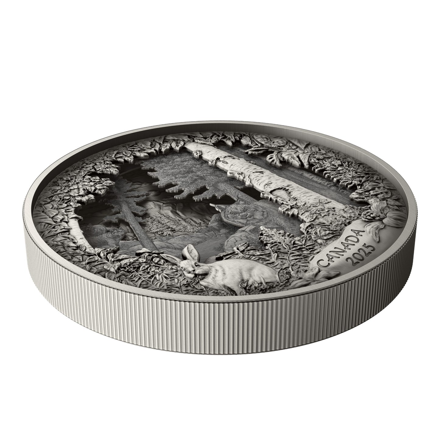 Predator or Prey in Shadow Box – Fine Silver Coin