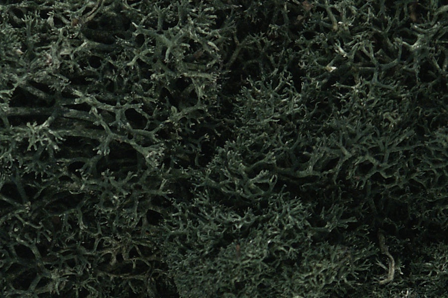 Woodland Scenics Lichen - Dark Green L164