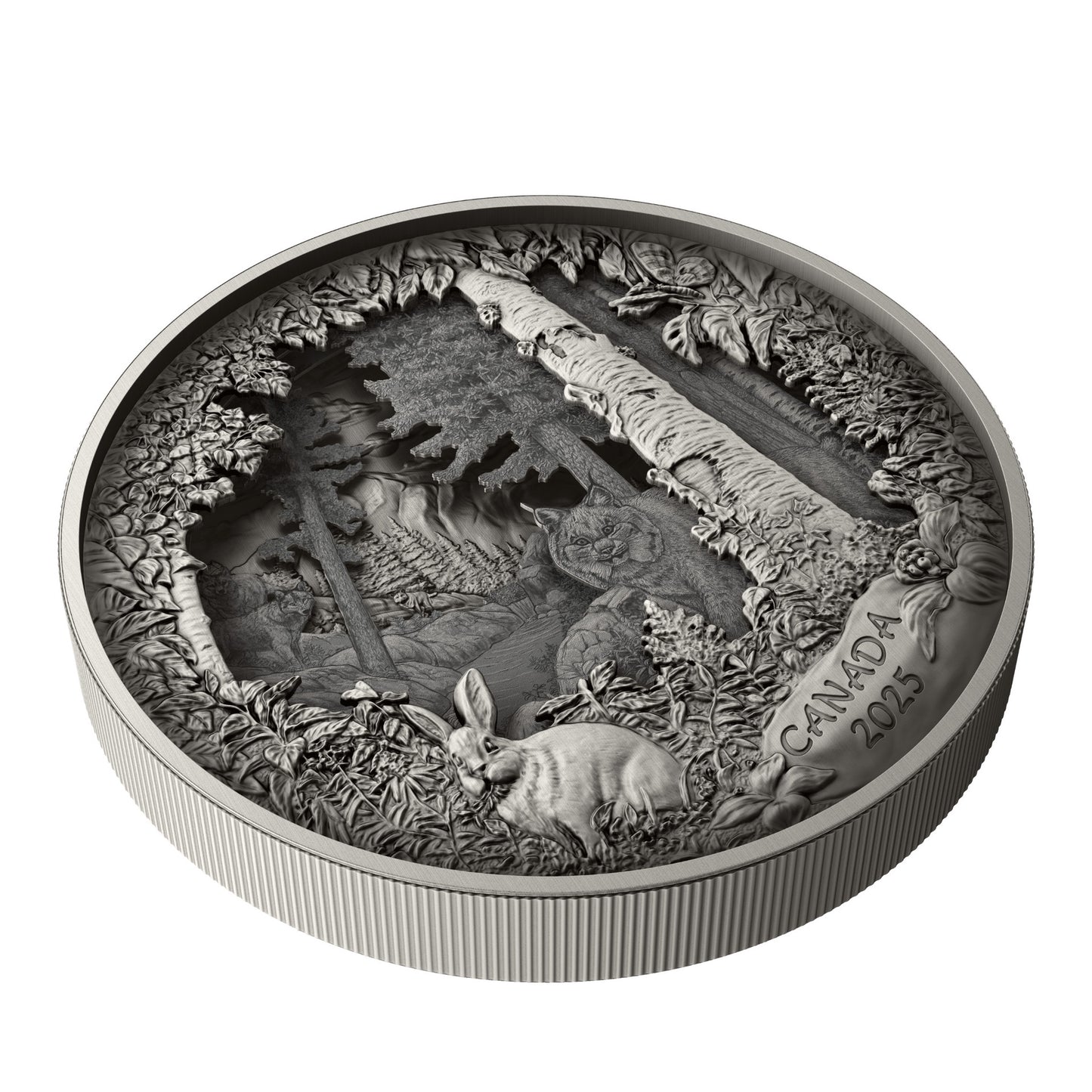 Predator or Prey in Shadow Box – Fine Silver Coin