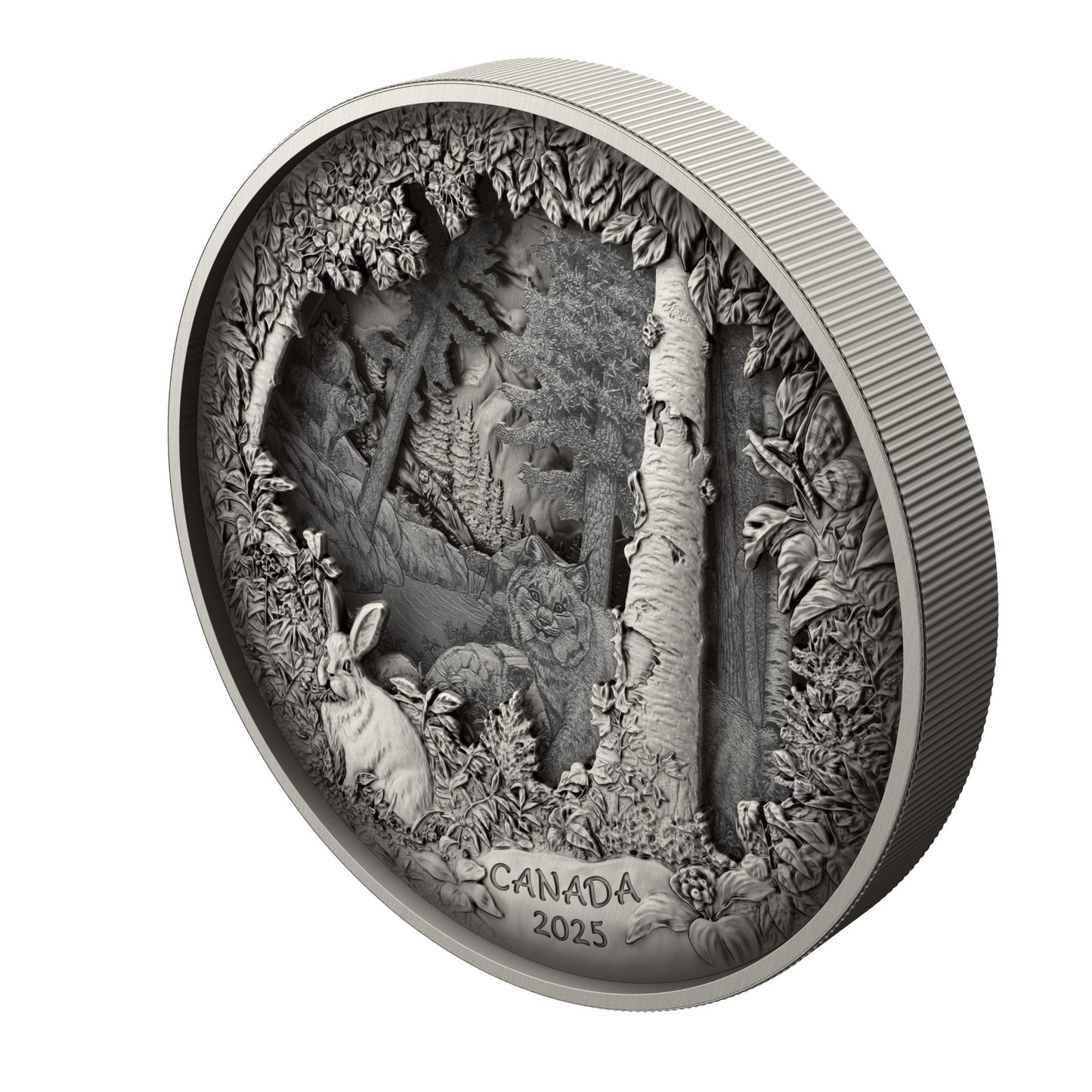 Predator or Prey in Shadow Box – Fine Silver Coin